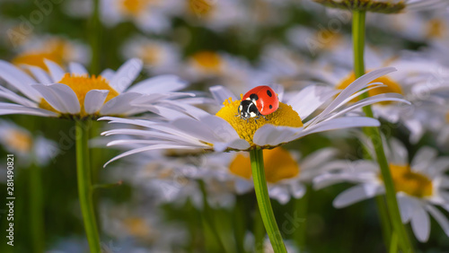 Ladybug on a camomile close-up in a summer field. © Karnav