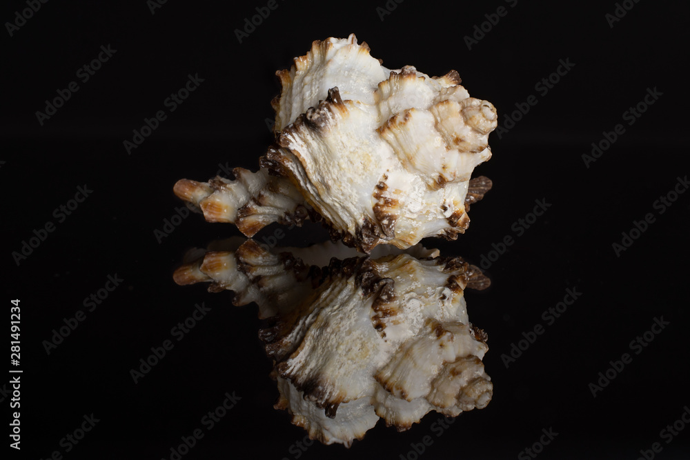 One whole prickly mollusc shell isolated on black glass One whole prickly mollusc shell isolated on black glass
