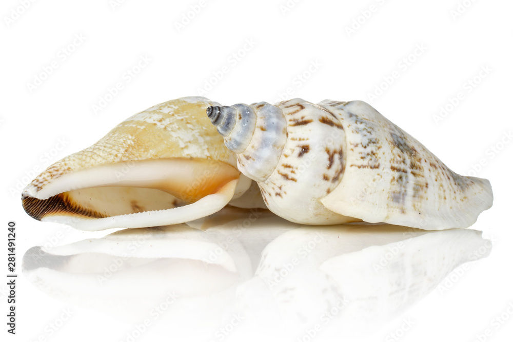 Group of two whole hard mollusc shell conic isolated on white background