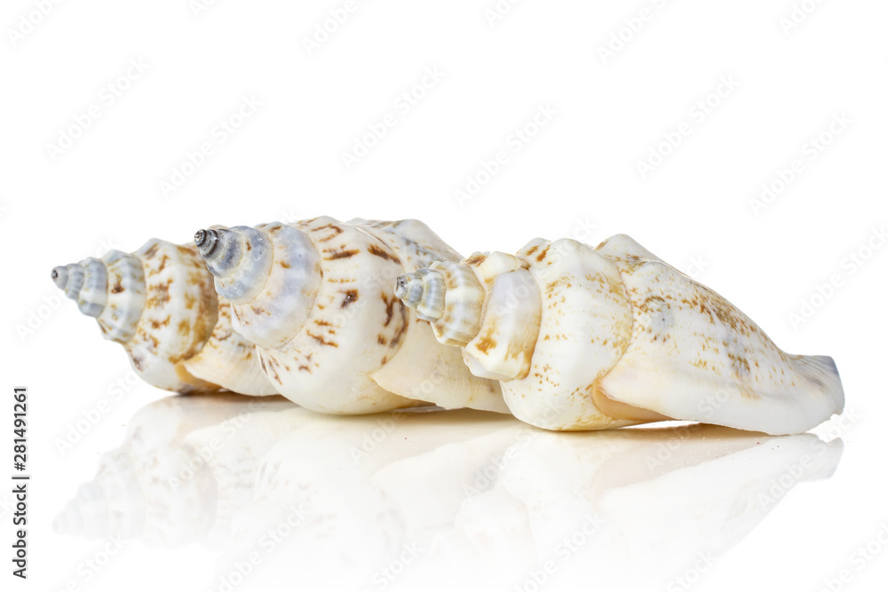 Group of three whole mollusc shell marine isolated on white background
