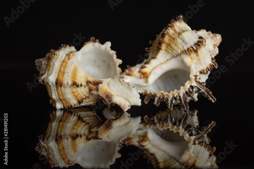 Group of two whole mollusc shell isolated on black glass