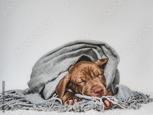 Young, charming puppy, wrap...