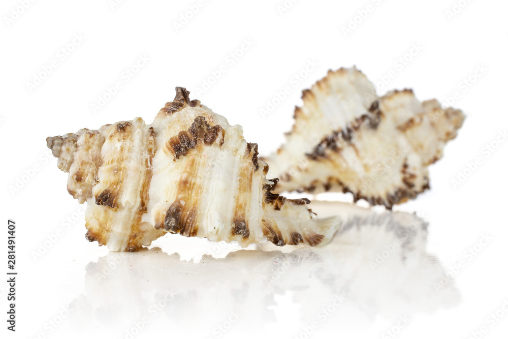 Group of two whole mollusc shell with ocher spikes isolated on white background Group of two whole mollusc shell with ocher spikes isolated on white background