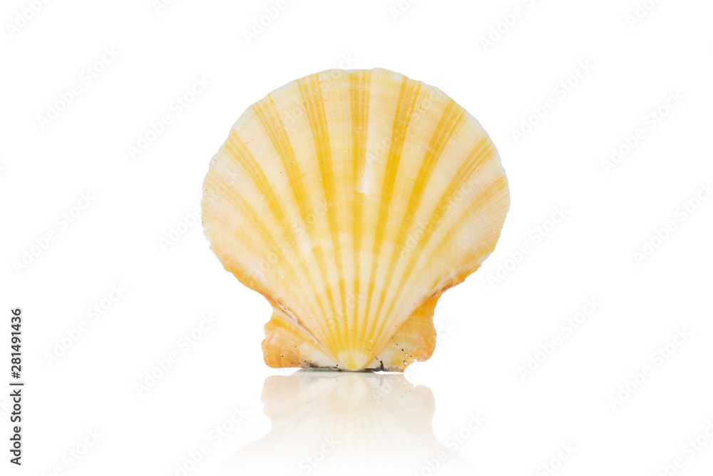 One whole light yellow mollusc shell isolated on white background One whole light yellow mollusc shell isolated on white background
