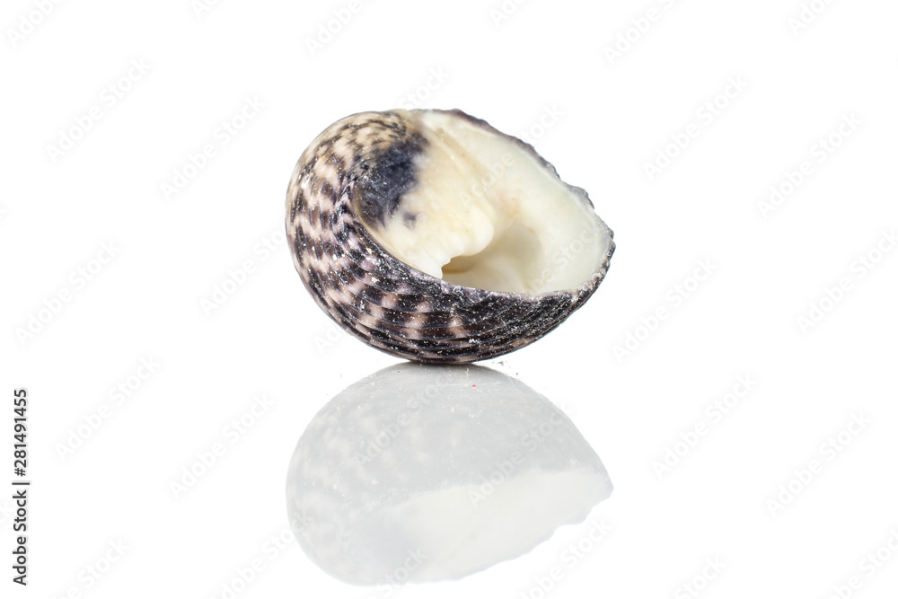 One whole mollusc shell neritiform isolated on white background - obrazy, fototapety, plakaty 