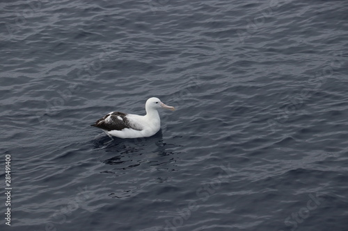 giant albatross