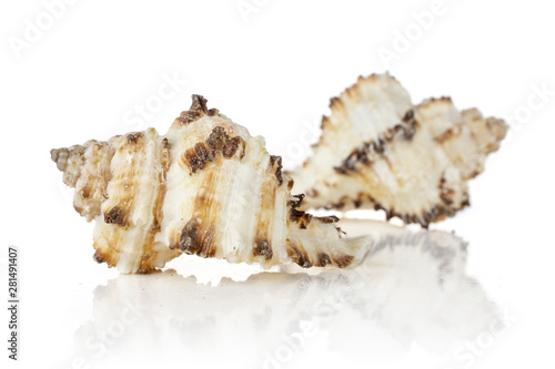 Group of two whole mollusc shell with ocher spikes isolated on white background