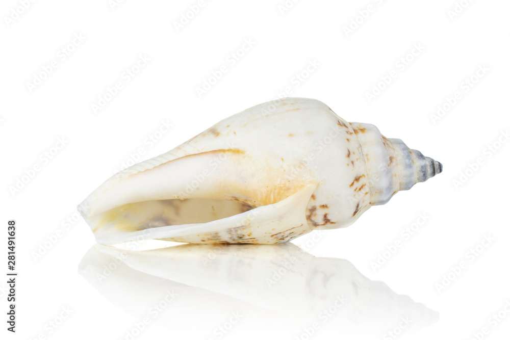 One whole ivory conical mollusc shell isolated on white background