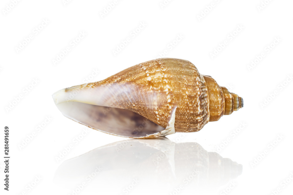 One whole mollusc shell ocher conic isolated on white background