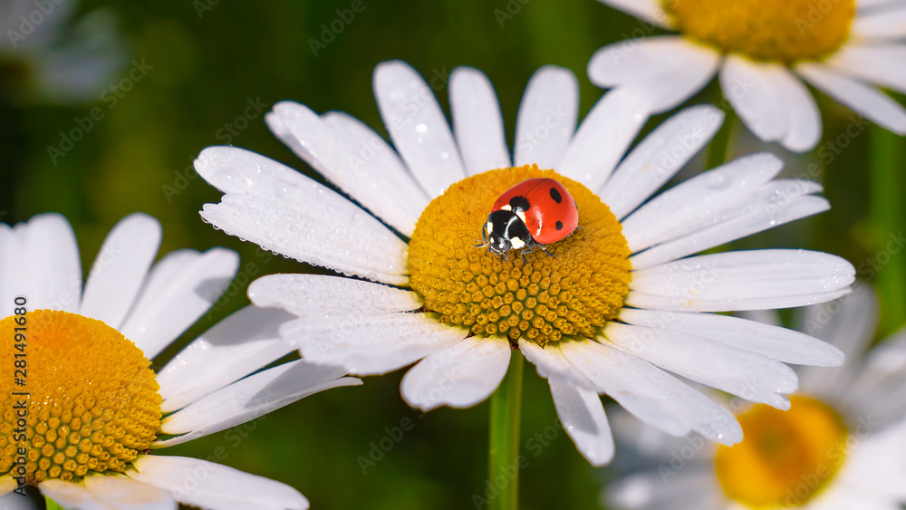 Obraz premium Ladybug on a camomile close-up in a summer field.