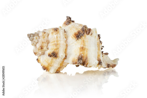 One whole mollusc shell with ocher spikes isolated on white background