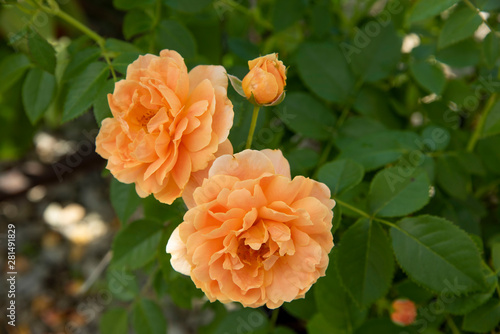 Peach Roses