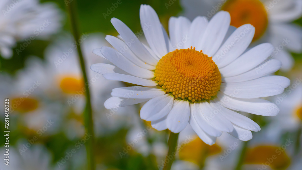 Fototapeta premium Chamomiles in the summer field close-up