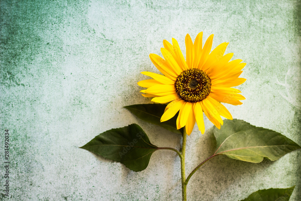 Fototapeta premium Sunflowers on rustic green background. Flat lay, top view minimal floral composition. Retro style