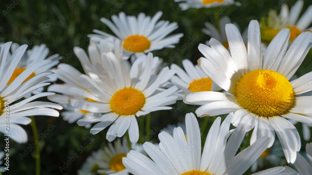 Fototapeta premium Chamomiles in the summer field close-up