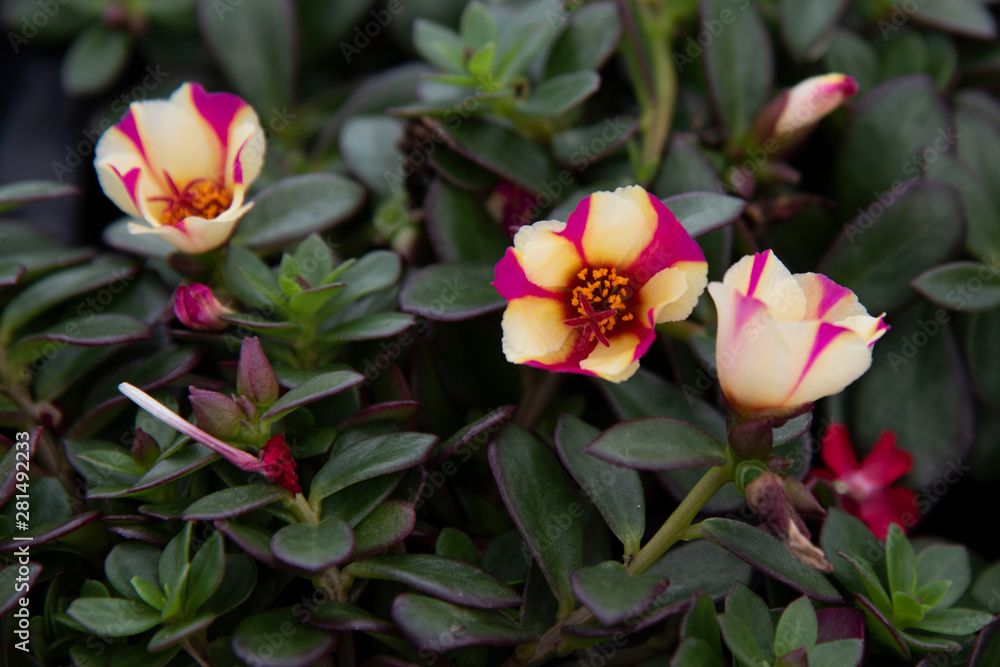 Portulaca Flowers