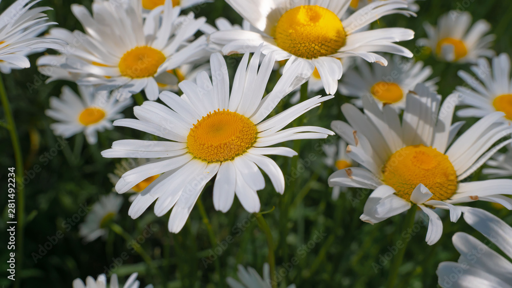 Fototapeta premium Chamomiles in the summer field close-up