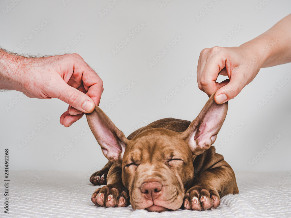 Sleeping young, charming puppy and hands of man and woman. Close-up, white isolated background. Studio photo. Concept of care, education, training and raising of animals - obrazy, fototapety, plakaty 