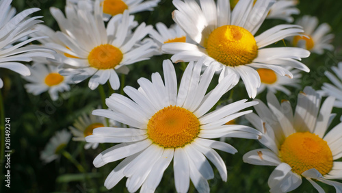 Chamomiles in the summer field close-up