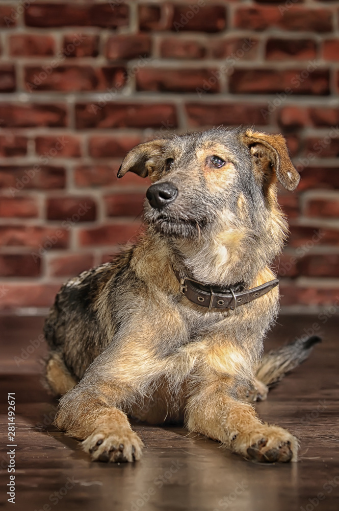 Fototapeta premium brown mongrel, pooch dog on a brick wall background