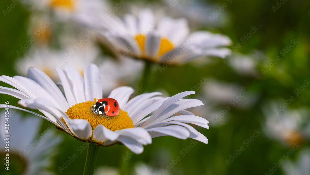 Ladybug on a camomile close-up in a summer field.