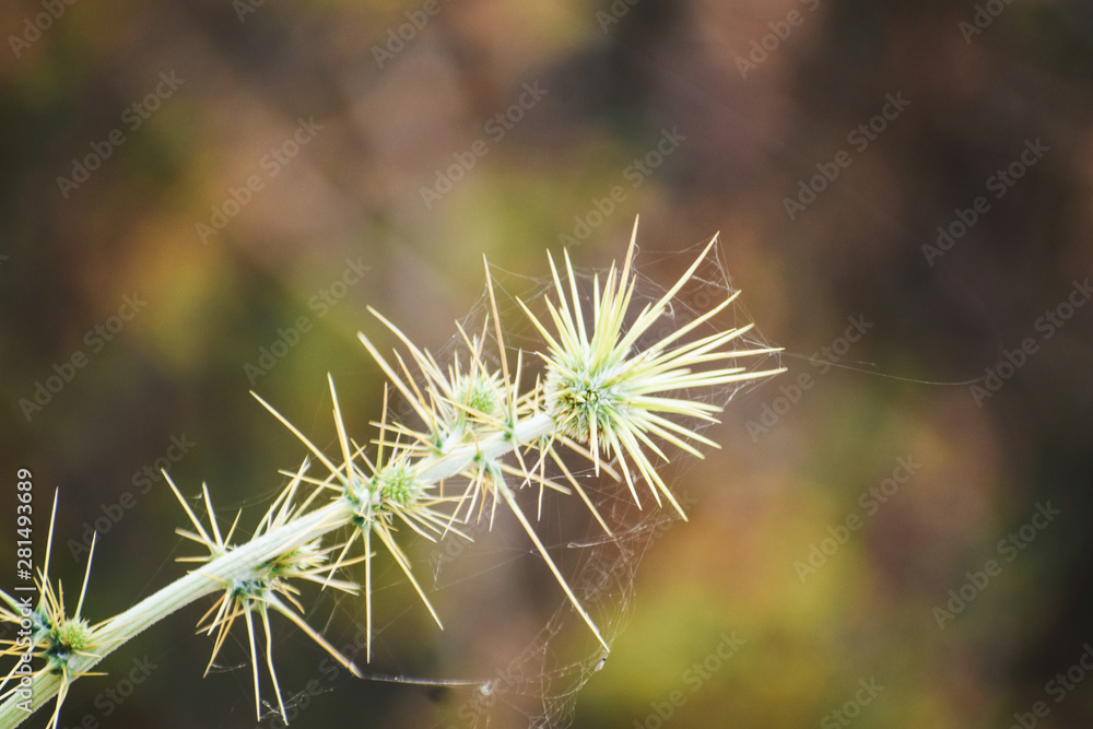 closeup of pine branch with buds