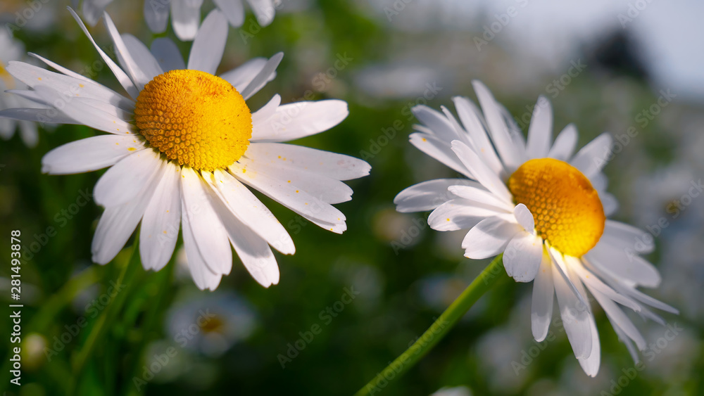Fototapeta premium Chamomiles in the summer field close-up
