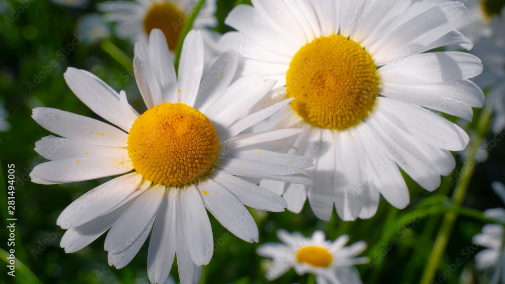 Fototapeta premium Chamomiles in the summer field close-up