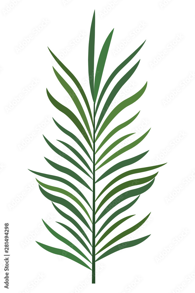 Palm leaf tropical nature cartoon