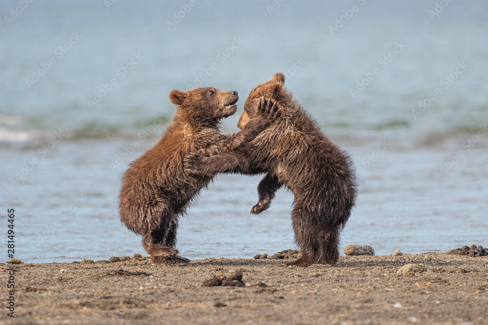 Ruling the landscape, brown bears of Kamchatka (Ursus arctos beringianus) Ruling the landscape, brown bears of Kamchatka (Ursus arctos beringianus)