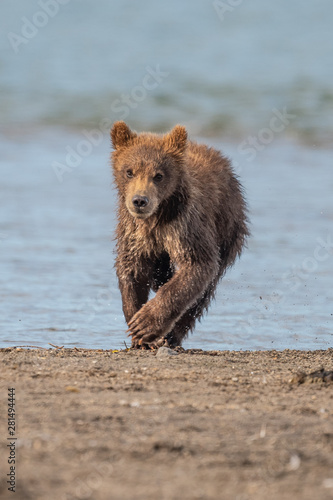 Rządząc krajobrazem, niedźwiedzie brunatne Kamczatki (Ursus arctos beringianus)