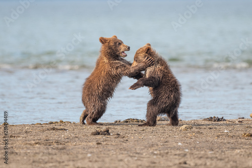 Ruling the landscape, brown bears of Kamchatka (Ursus arctos beringianus) © vaclav