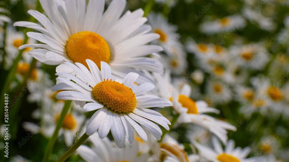 Fototapeta premium Chamomiles in the summer field close-up