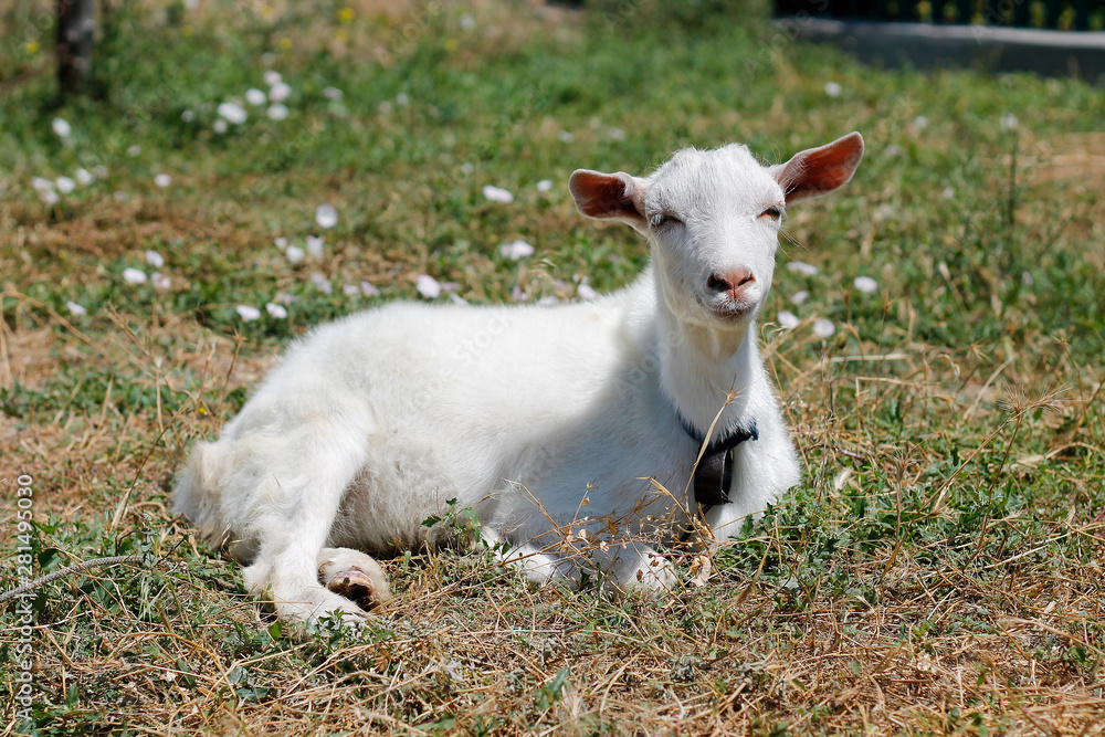 white little goat lies on the green grass white little goat lies on the green grass