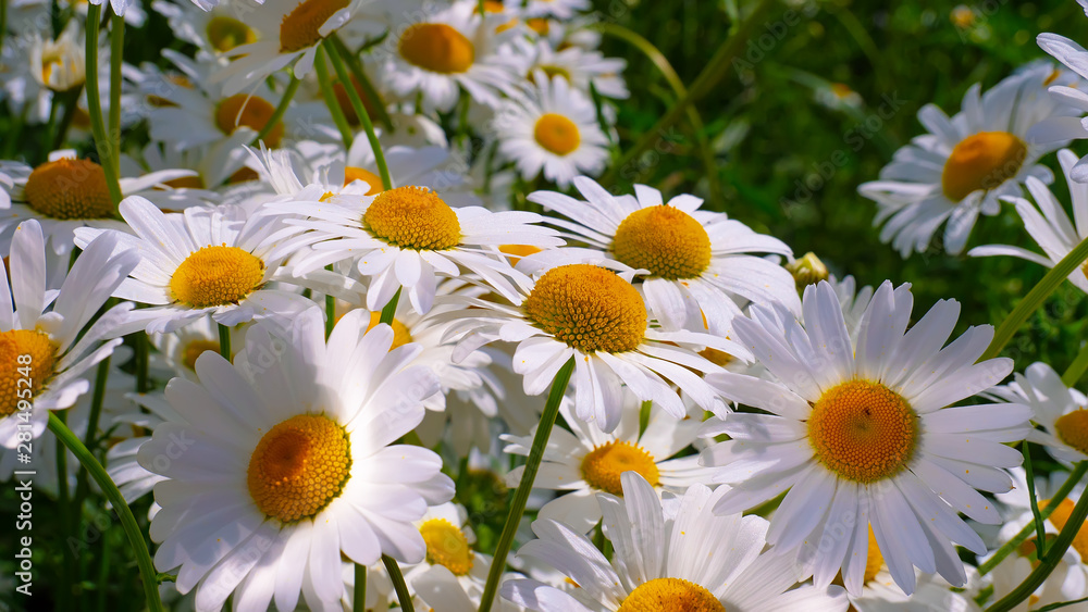 Fototapeta premium Chamomiles in the summer field close-up