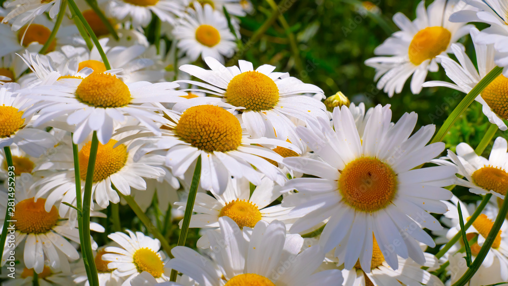Fototapeta premium Chamomiles in the summer field close-up
