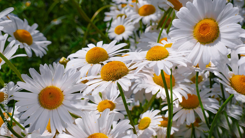 Chamomiles in the summer field close-up