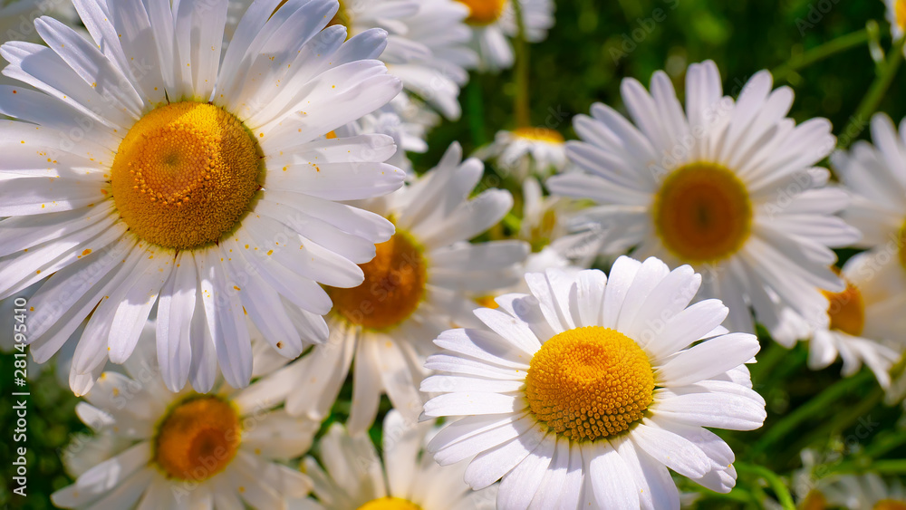 Obraz premium Chamomiles in the summer field close-up