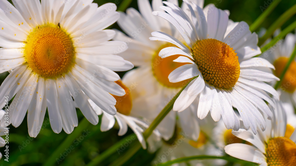 Obraz premium Chamomiles in the summer field close-up