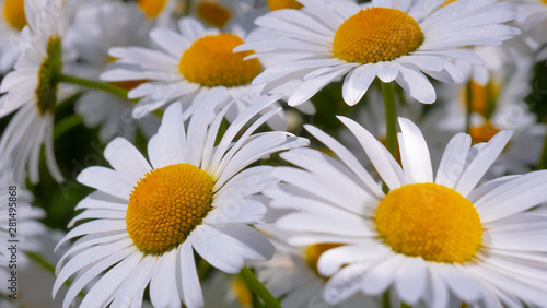 Chamomiles in the summer field close-up