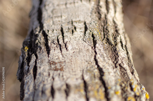 Rough gray brown tree bark. Wooden bark background.
