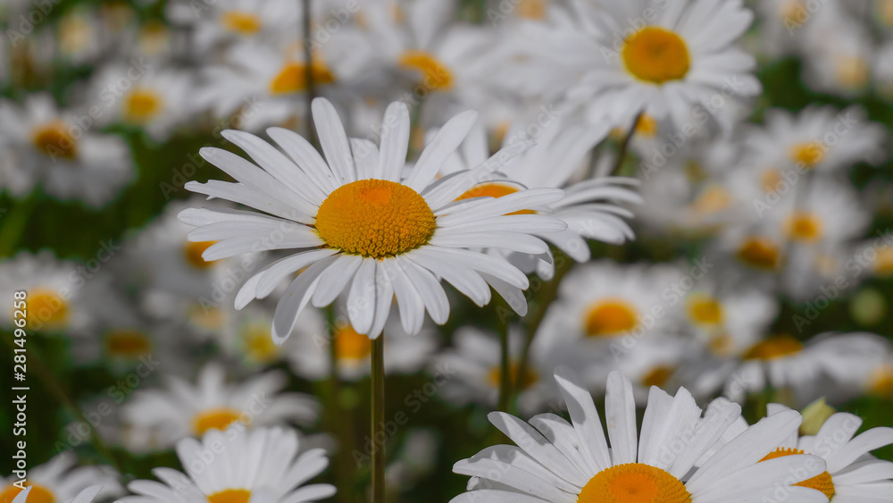 Fototapeta premium Chamomiles in the summer field close-up