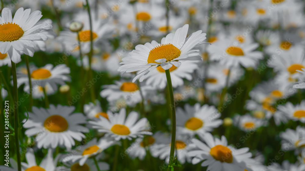 Fototapeta premium Chamomiles in the summer field close-up
