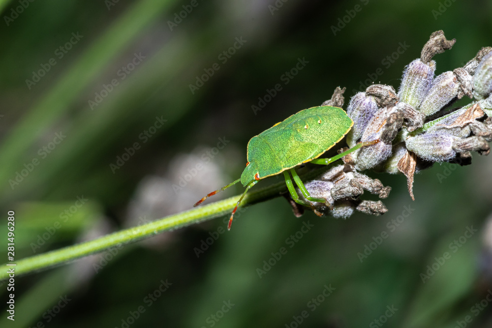 odorek zieleniak larwa (Palomea prasina) tarczówkowate