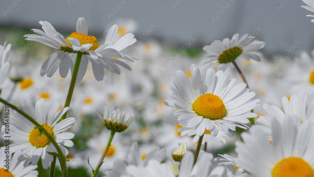 Obraz premium Chamomiles in the summer field close-up