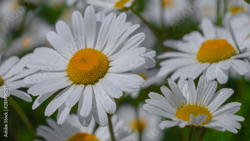 Chamomiles in the summer field close-up