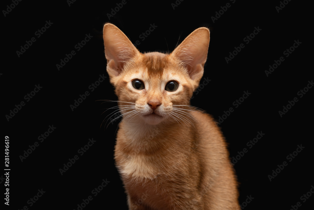 Abyssinian cat, kitty on black background Abyssinian cat, kitty on black background