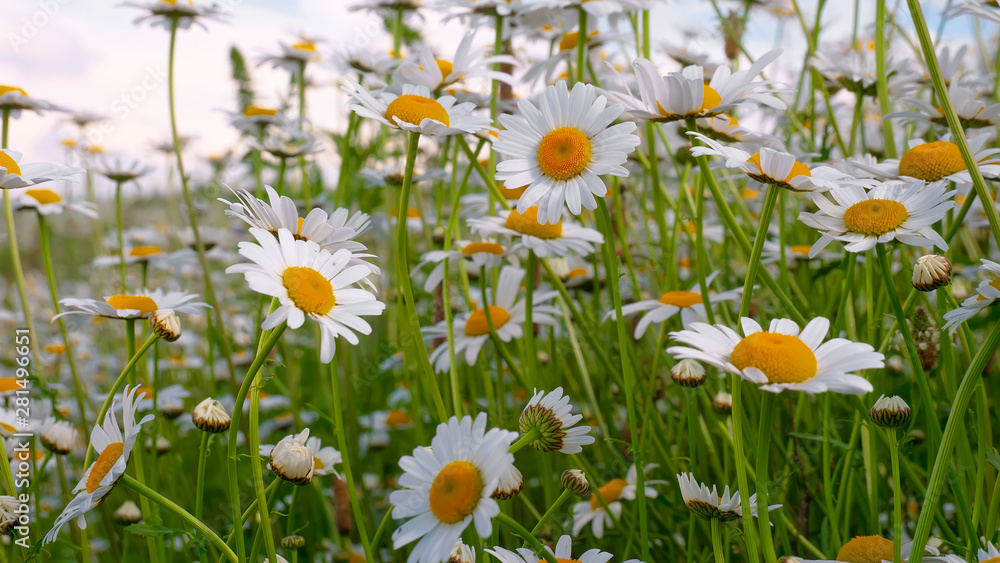 Fototapeta premium Chamomiles in the summer field close-up