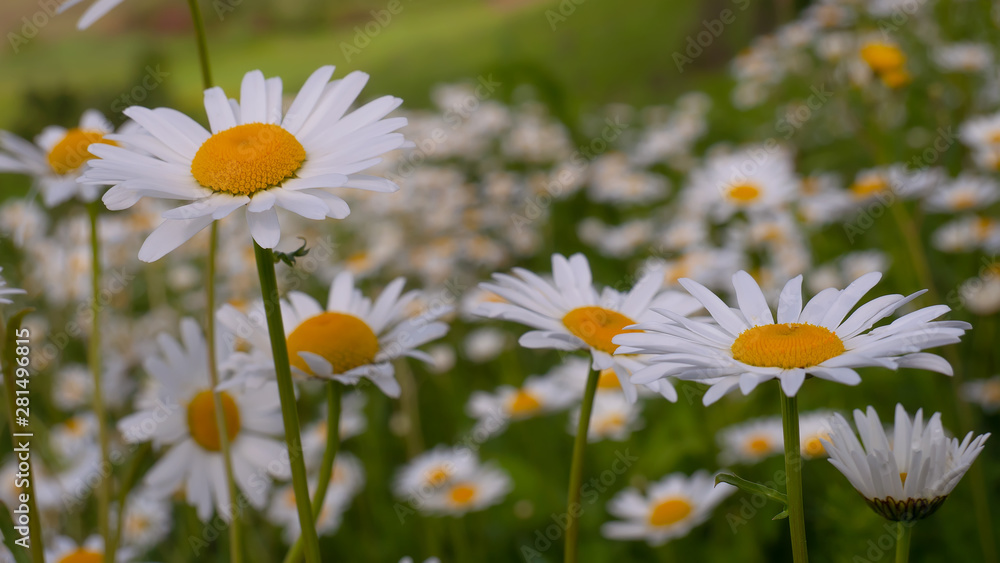 Fototapeta premium Chamomiles in the summer field close-up