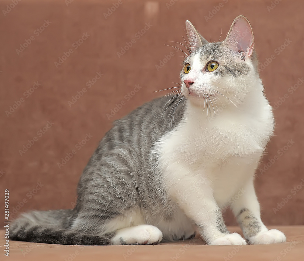 gray and white with stripes european shorthair cat Stock Photo | Adobe Stock